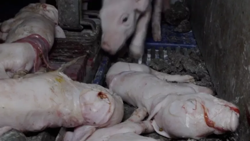 Lyon : L214 dévoile des images terribles d'un élevage de cochons pour la marque Herta