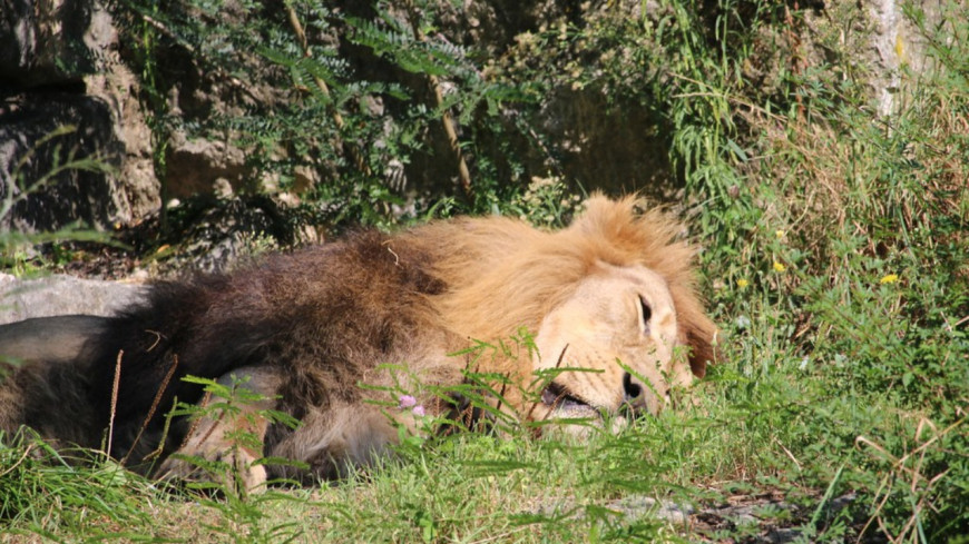 Lyon : le lion du zoo du parc de la T&ecirc;te d'Or meurt d'une gastro-ent&eacute;rite