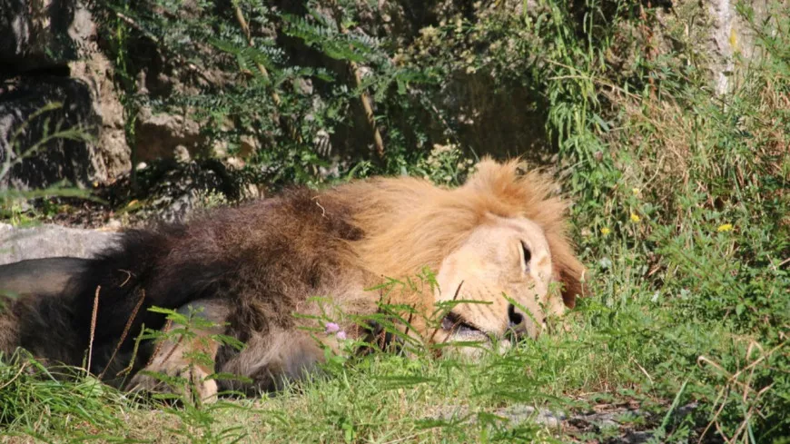 Lyon : le lion du zoo du parc de la Tête d'Or meurt d'une gastro-entérite