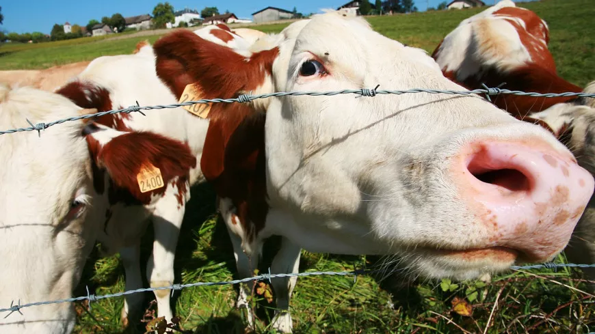 Retours de vacances : une vache percutée sur l’A6 au nord de Lyon