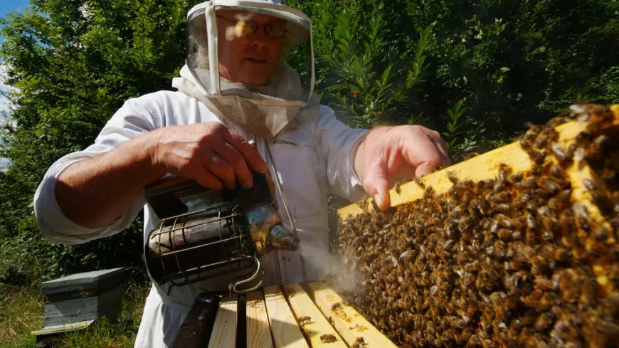 La Région Auvergne-Rhône-Alpes va verser 500 000 euros aux apiculteurs
