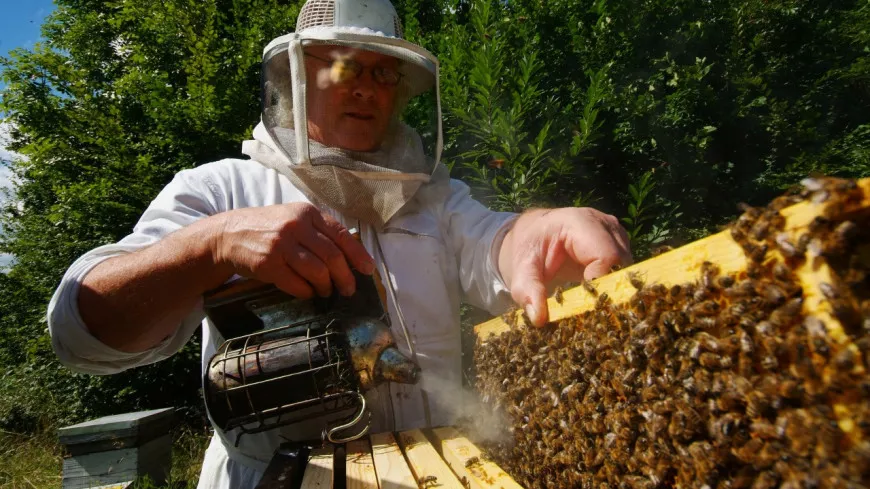 Suppression d’une aide régionale aux apiculteurs : les écologistes s’indignent