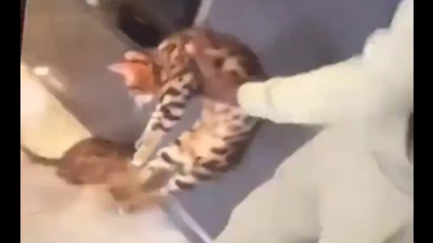 Le footballeur lyonnais Kurt Zouma filmé en train de lyncher son chat