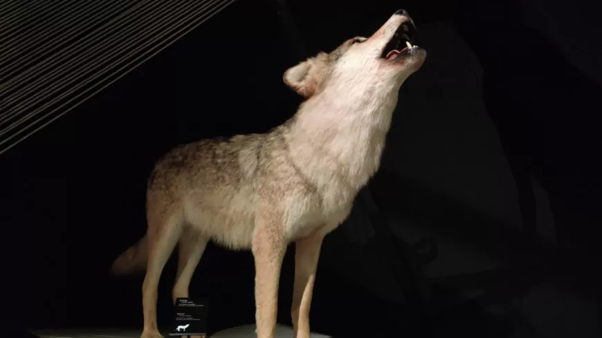 Musée des Confluences : le public est invité à choisir le remplaçant du loup !