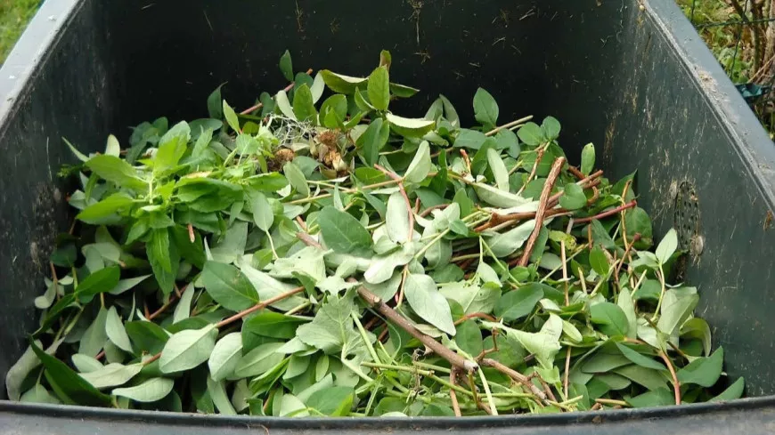 La collecte saisonnière des déchets verts reprend dans la Métropole de Lyon