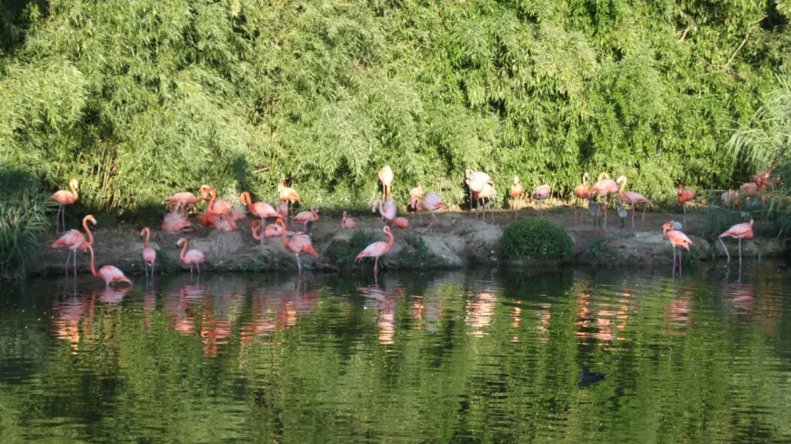 Près de Lyon : le Parc des Oiseaux organise un job dating ce samedi