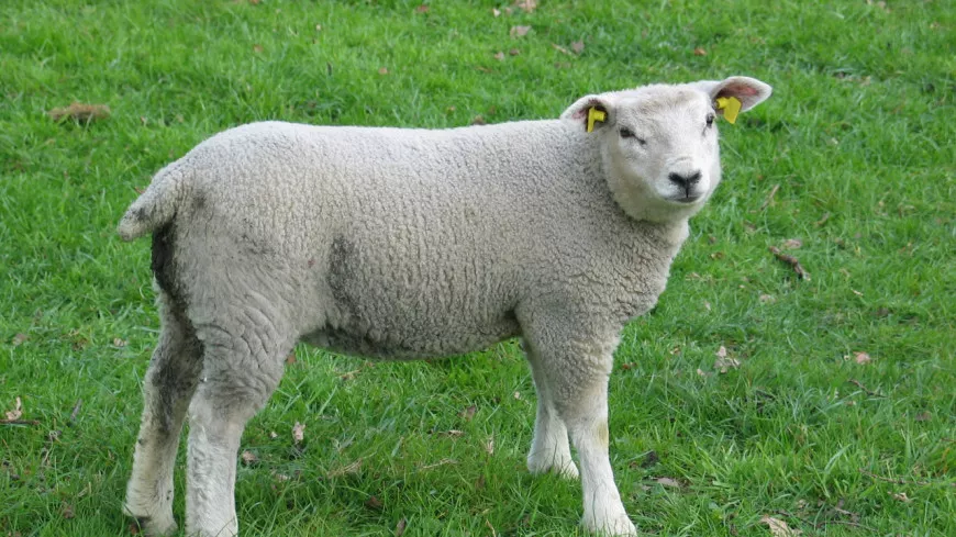 Lyon : des militants vegans dénoncent la mise à mort de "milliards d'animaux" pour Pâques