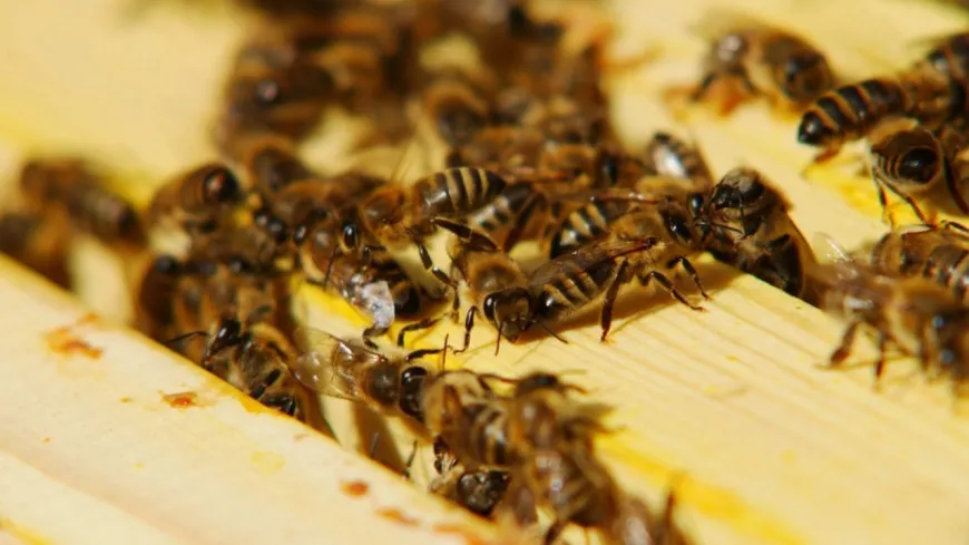 Isère : des abeilles envahissent un village après être tombées d’un camion