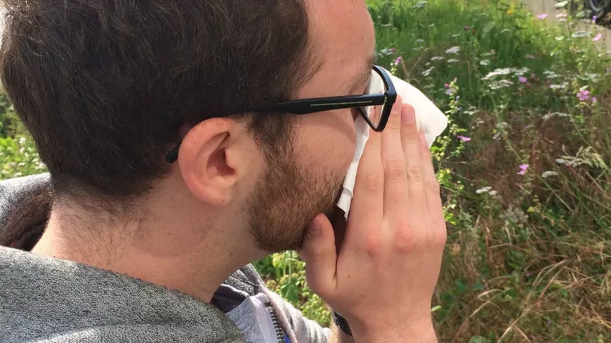 Pollens de graminées : le Rhône en alerte rouge
