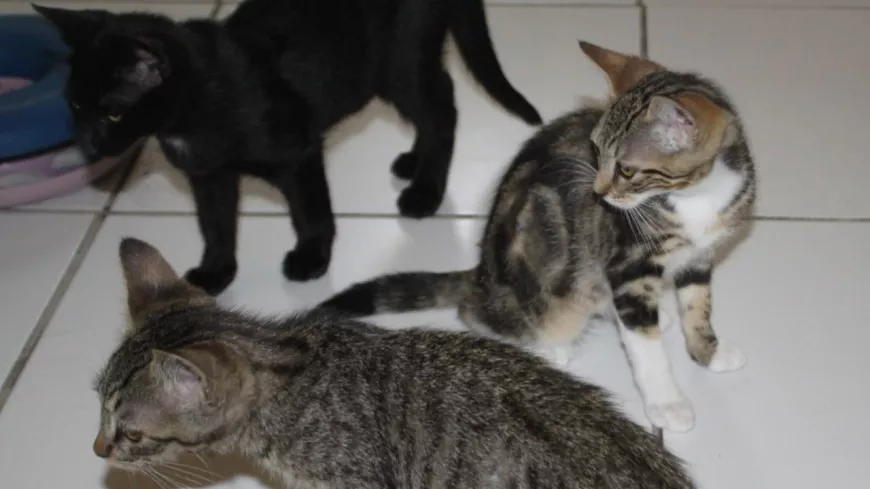 Cadavres de chats dans un congélateur : le couple accusé d'avoir déjà caché une trentaine de dépouilles près de Lyon en 2020