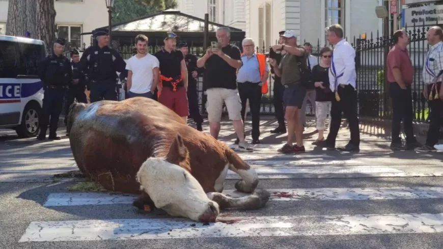 Dans la région : le loup agace, un cadavre de vache déposé devant la préfecture à Annecy