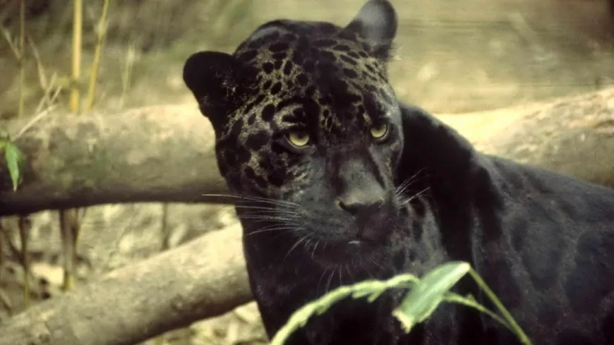 Deux jaguars noirs sauvés des incendies en Gironde accueillis près de Lyon