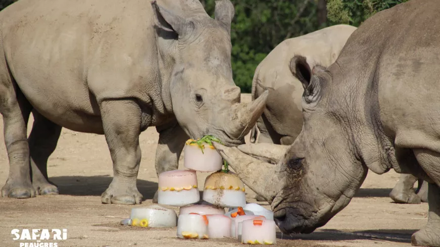 Canicule : des glaces un peu spéciales distribuées aux animaux du Safari de Peaugres