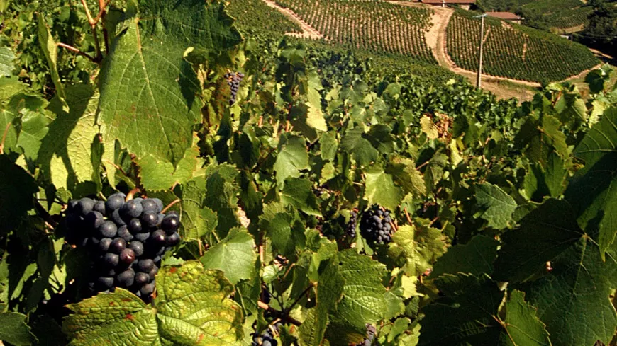 Près de Lyon : ivre, la vendangeuse polonaise court nue dans les vignes