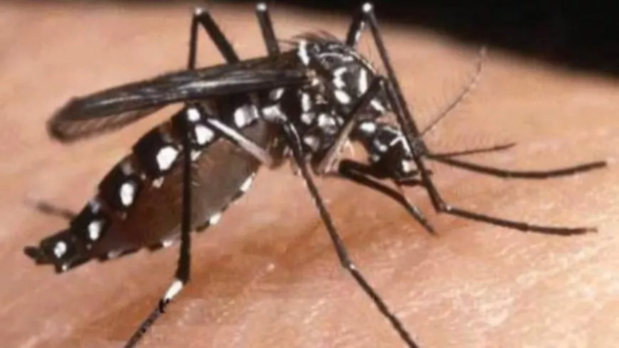 Près de Lyon : une opération de démoustication en urgence après un cas de dengue