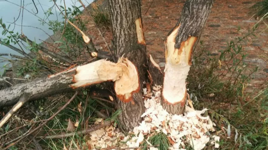 Lyon : les castors abattent des arbres, la Métropole préfère les laisser faire