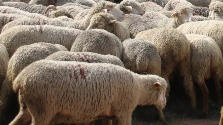 Lyon : la petite transhumance et ses moutons sont de retour cette année