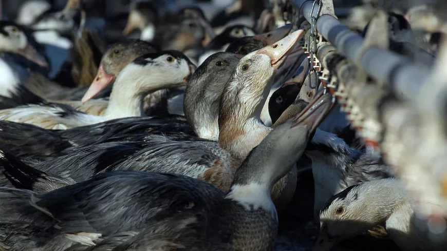 Dans la région : la grippe aviaire frappe un élevage, plus de 10 000 canards abattus