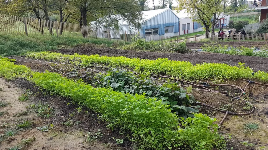 Lyon : des potagers écoles pour apprendre à jardiner toute l’année