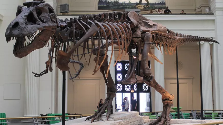 Lyon : un Tyrannosaure Rex bientôt exposé au Musée des Confluences !