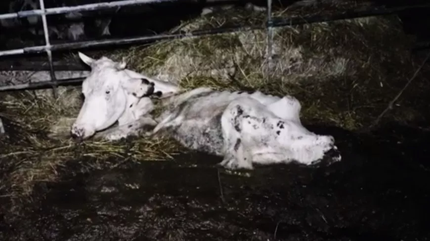 Maltraitance animale : L214 épingle un élevage de vaches laitières avec des images atroces