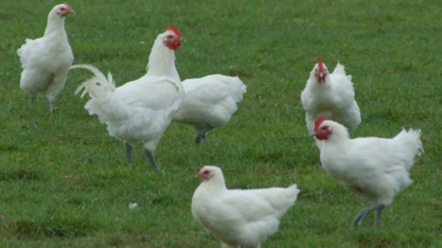 Près de Lyon : une cinquantaine de volailles euthanasiées à cause de la grippe aviaire