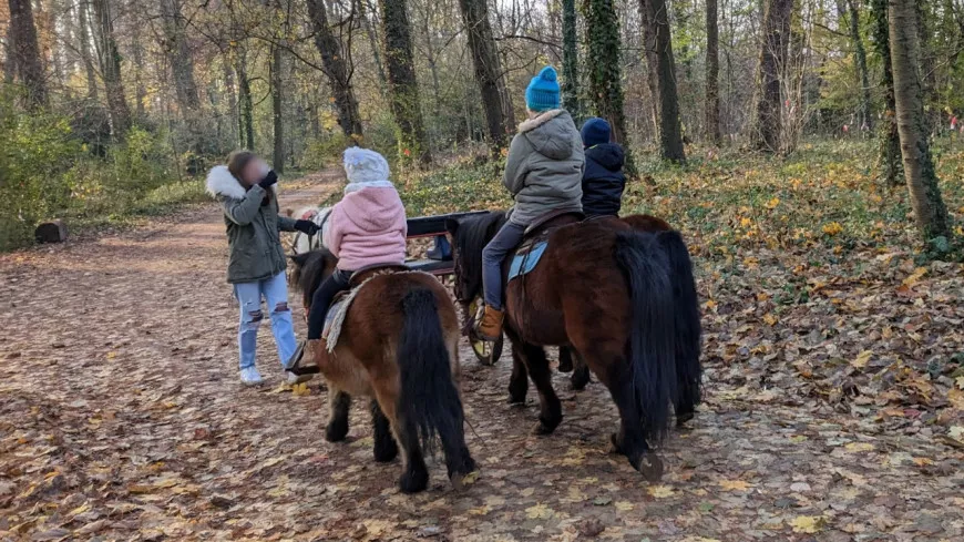 Balade en poney : le Parc de la Tête d’Or recherche un nouvel exploitant