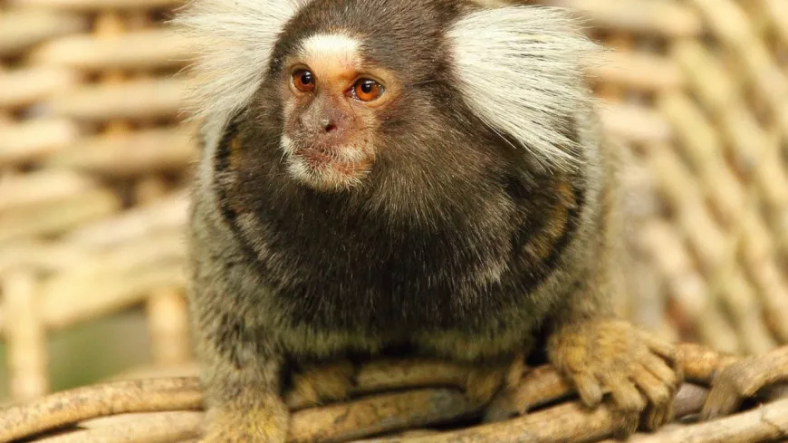 Lyon : deux individus interpellés pour avoir voulu vendre un singe