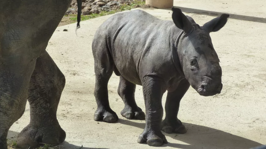 Un bébé rhinocéros blanc voit le jour au Safari de Peaugres