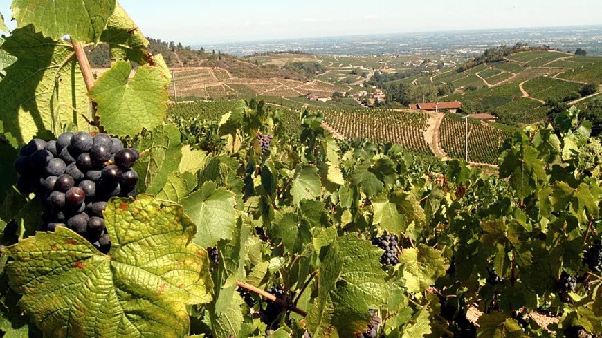La Région Auvergne-Rhône-Alpes investit 10 millions d’euros dans la filière viticole