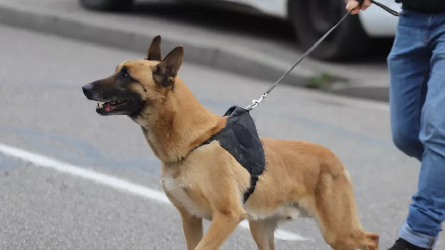 Près de Lyon : le chien policier se trompe de cible, une nonagénaire blessée à la tête