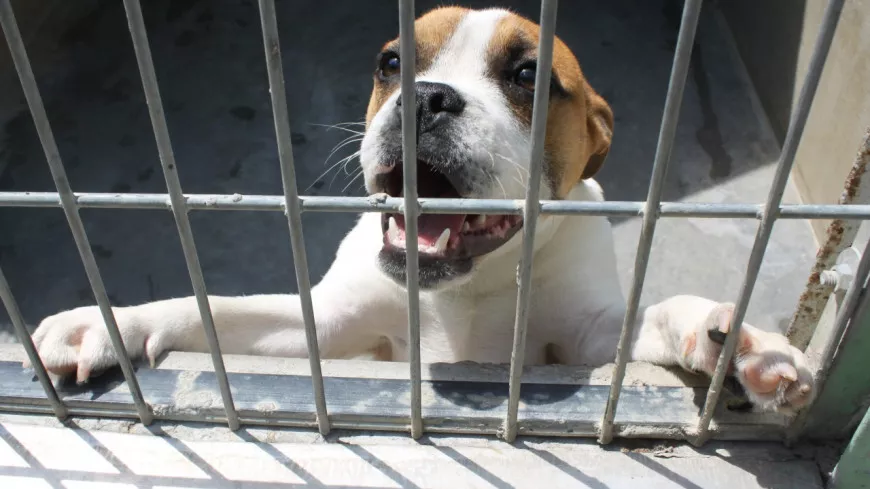 Lyon : la SPA annonce la création d’un refuge et d’un dispensaire pour animaux