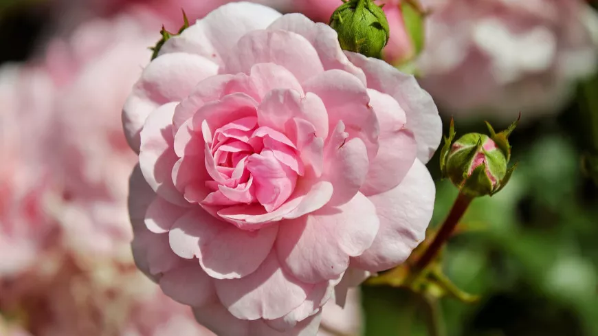 Un concours va récompenser les plus belles roses du monde à Lyon !