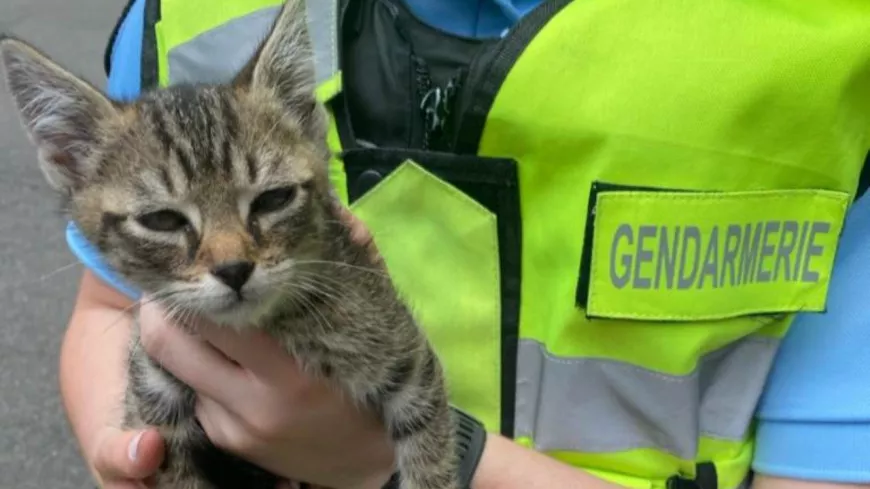 Les gendarmes du Rhône sauvent un chaton après un accident de la route sur l’A89