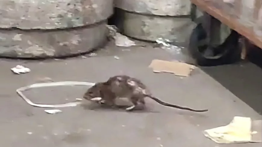 Les rats sont entrés dans Paris