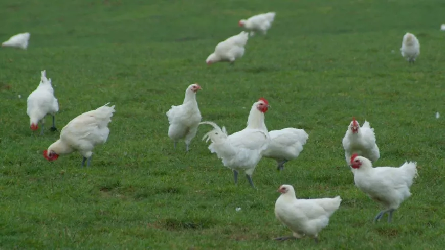 Près de Lyon : le risque de grippe aviaire désormais "négligeable" dans l’Ain