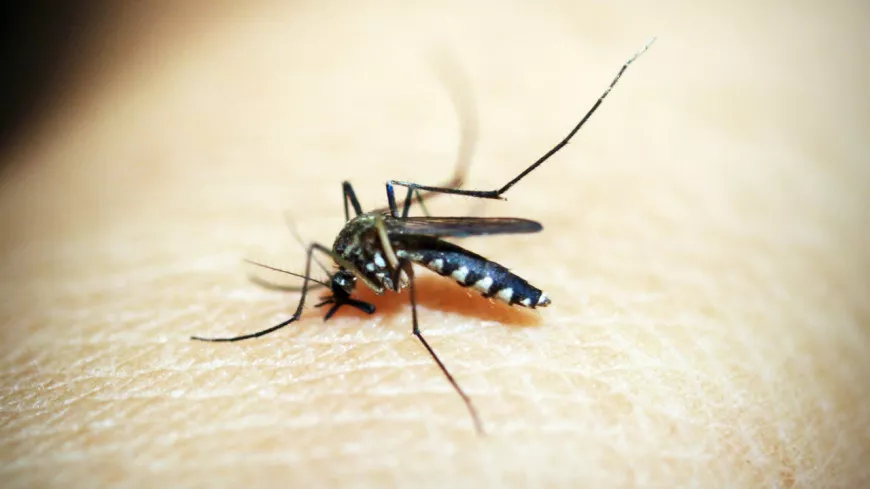 Une vingtaine de cas de dengue en Auvergne-Rhône-Alpes