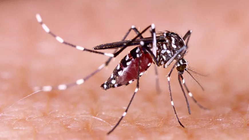 Cas de dengue près de Lyon : une démoustication ce mercredi