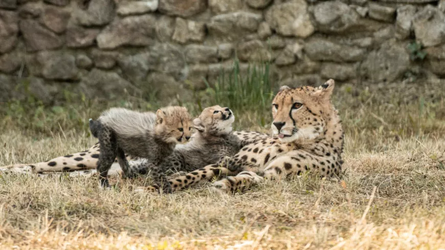 Près de Lyon : deux guépards voient le jour au Safari de Peaugres