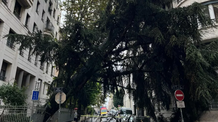 Lyon : un immense arbre tombe sur la façade d’un immeuble en plein 6e arrondissement 