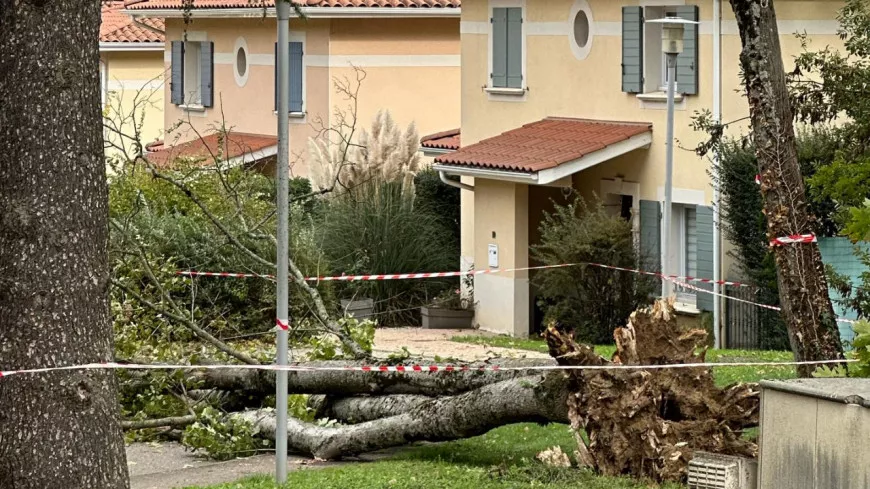 Près de Lyon : trois blessés à Rillieux-la-Pape après la chute d’un arbre