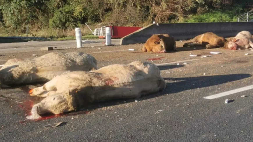 Bêtes échappées et suraccident : chaos sur l’A43 près de Lyon après la sortie de route d’un camion rempli de bovins (VIDEO)