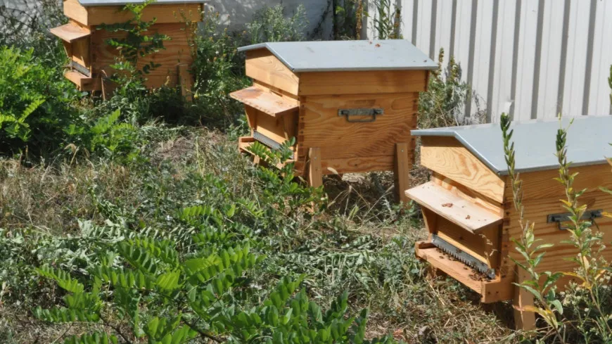 Une mobilisation des apiculteurs organisée en plein coeur de Lyon ce lundi