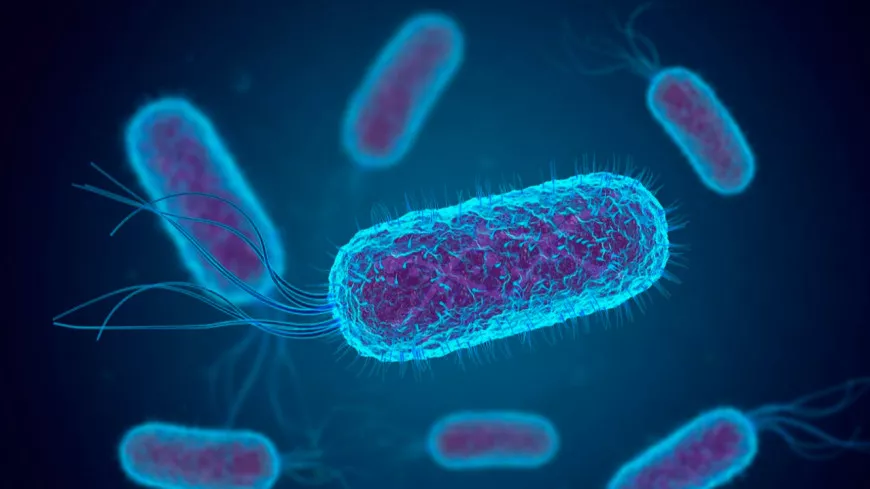 Bactérie E.coli : deux enfants contaminées près de Lyon