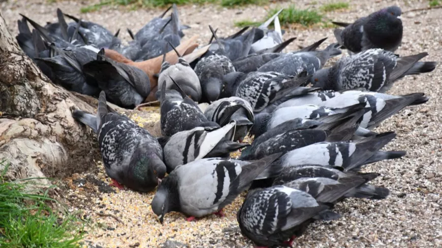 Villeurbanne : les captures de pigeons, c'est fini cette année