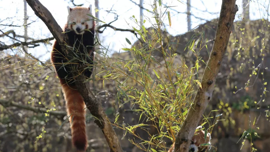 Lyon : le tragique destin de Tara, la panda roux du Parc de la Tête d'Or