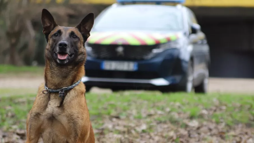 Les chiens de la gendarmerie sur les traces du tueur de Miribel