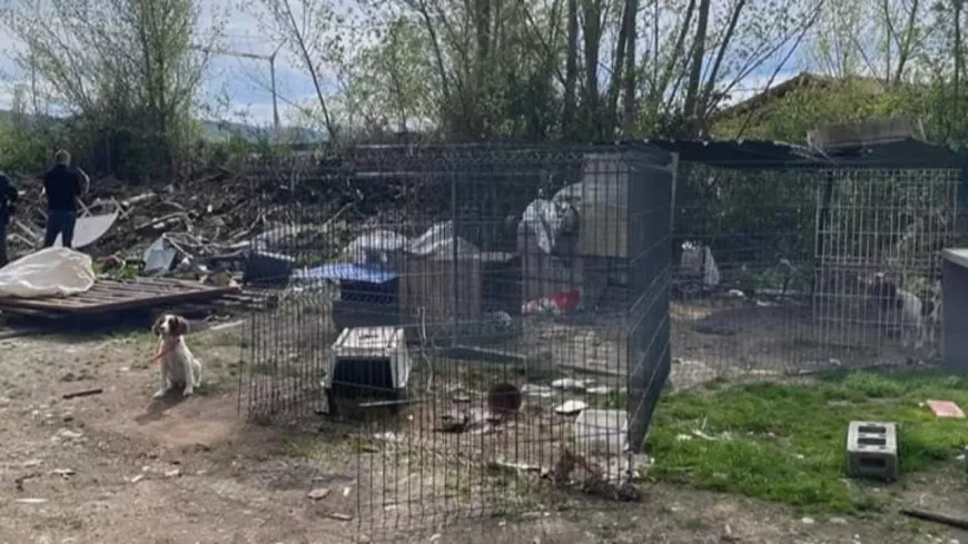 Chiens maltraités et oiseaux protégés : un campement de la honte près de Lyon