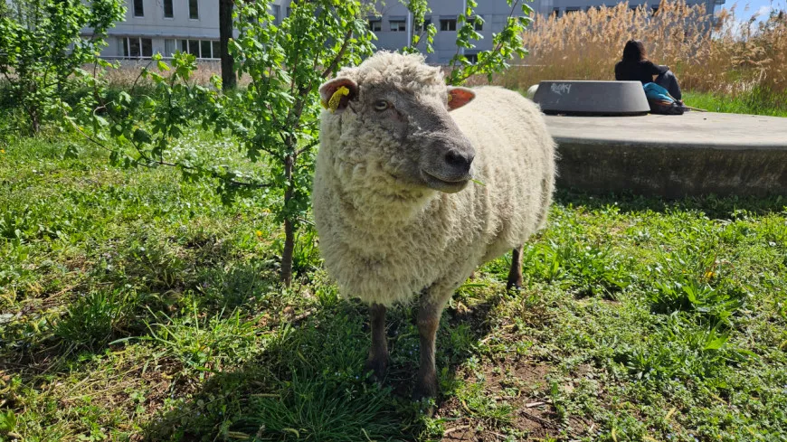 "Le but est de créer la surprise" : on a croisé des moutons ce mercredi dans le quartier de Confluence