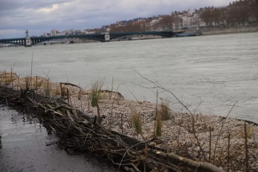 Lyon : Gabiodiv’ veut réimplanter la nature dans le Rhône - VIDEO